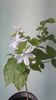 Jasminum Sambac Multiflorum