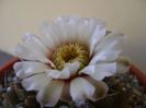 Gymnocalycium vatteri