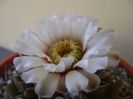 Gymnocalycium vatteri