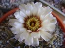 Gymnocalycium vatteri