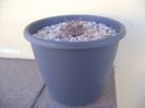 Gymnocalycium spegazzinii v. sarkae KP54 San Felipe, AG