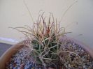 Glandulicactus wrightii, JM136 Marathon, Tx