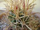 Glandulicactus wrightii, JM136 Marathon, Tx