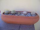 Grup de 5 cactusi