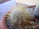Mammillaria dixanthocentron