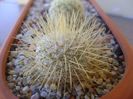 Mammillaria dixanthocentron
