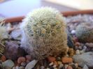 Mammillaria laui albiflora