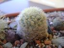 Mammillaria laui albiflora
