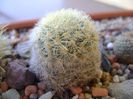 Mammillaria laui albiflora