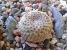 Mammillaria huitzilopochtli