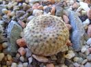 Mammillaria huitzilopochtli