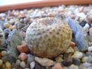 Mammillaria huitzilopochtli