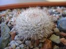Mammillaria klissingiana