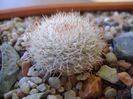 Mammillaria klissingiana