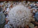 Mammillaria klissingiana