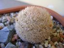 Mammillaria magallanii