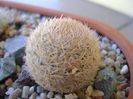 Mammillaria magallanii