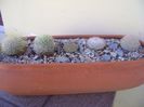 Grup de 5 cactusi
