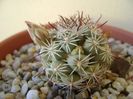 Mammillaria schumannii v. globosa