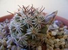 Mammillaria schumannii v. globosa