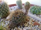 Lobivia fulviseta