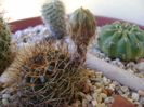 Lobivia fulviseta