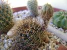 Lobivia fulviseta