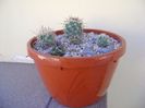 Grup de 5 cactusi