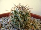 Escobaria ancistracantha, Coll. Joseph Odehral