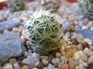 Mammillaria napina