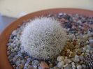 Mammillaria candida, SB280 Huizache, SLP