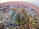 Echinocactus horizonthalonius, San Rafael, Galeana, NL