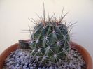 Lobivia jajoiana cv. anemone