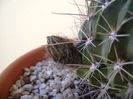 Lobivia jajoiana cv. anemone