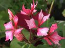 Fireworks Bicolor