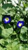 Convolvulus