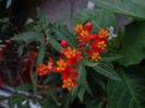 Asclepias curassavica