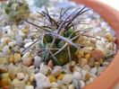 Copiapoa coquimbana v. wagenknechtii