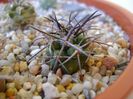 Copiapoa coquimbana v. wagenknechtii