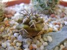 Copiapoa coquimbana v. fiedleriana