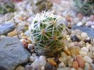 Mammillaria napina