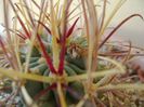 Glandulicactus wrightii JM136 Marathon, Tx
