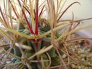 Glandulicactus wrightii JM136 Marathon, Tx