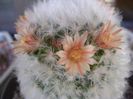 Mammillaria bocasana v. multilanata