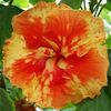 Hibiscus - Uninhibited - 3,50 RON