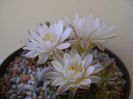 Gymnocalycium damsii v. tucavocense