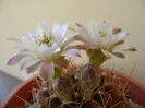 Gymnocalycium mihanovichii