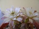 Gymnocalycium mihanovichii