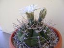 Gymnocalycium intermedium