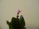 Talinum paniculatum